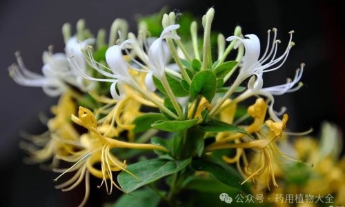 沙棘泡水喝的功效与作用及副作用-沙棘泡水喝的功效与作用及副作用专区_沙棘泡水喝有效果吗专区_沙棘泡水喝的功效与作用网