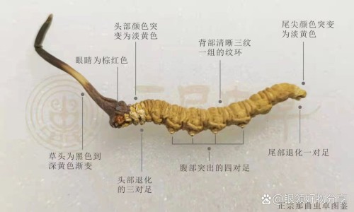 沙棘泡水喝的功效与作用及副作用专区_沙棘泡水喝有效果吗专区_沙棘泡水喝的功效与作用网
